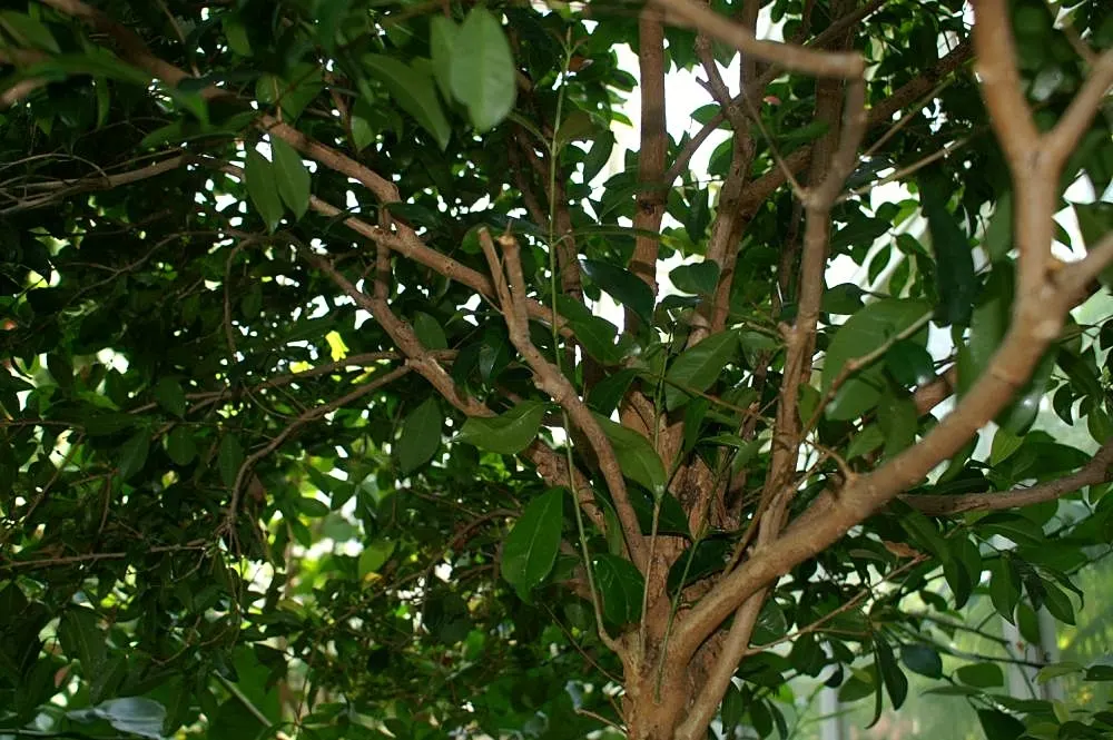 Brush Cherry (Syzygium Paniculatum) — which offer a year-round visual appeal