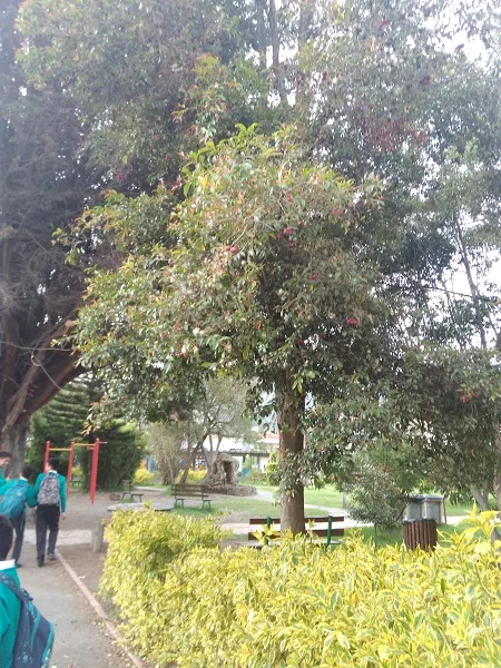 Brush Cherry (Syzygium Paniculatum) — Regular pruning maintains shape and encourages dense growth; edible and enjoyed by birds, image 75