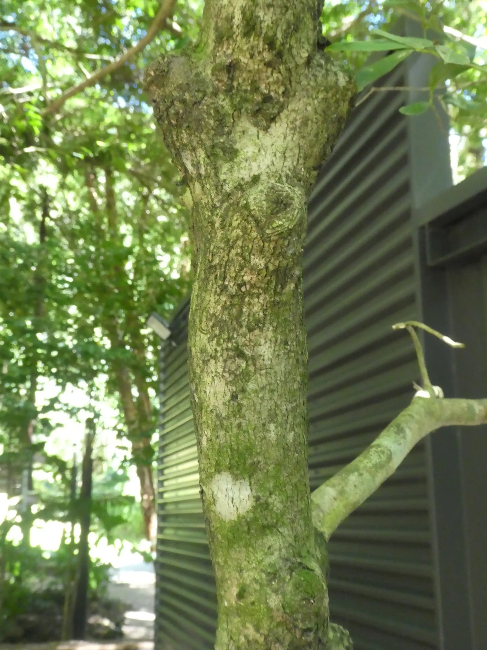Brush Cherry (Syzygium Paniculatum) — Plant in well-draining soil and provide moderate watering