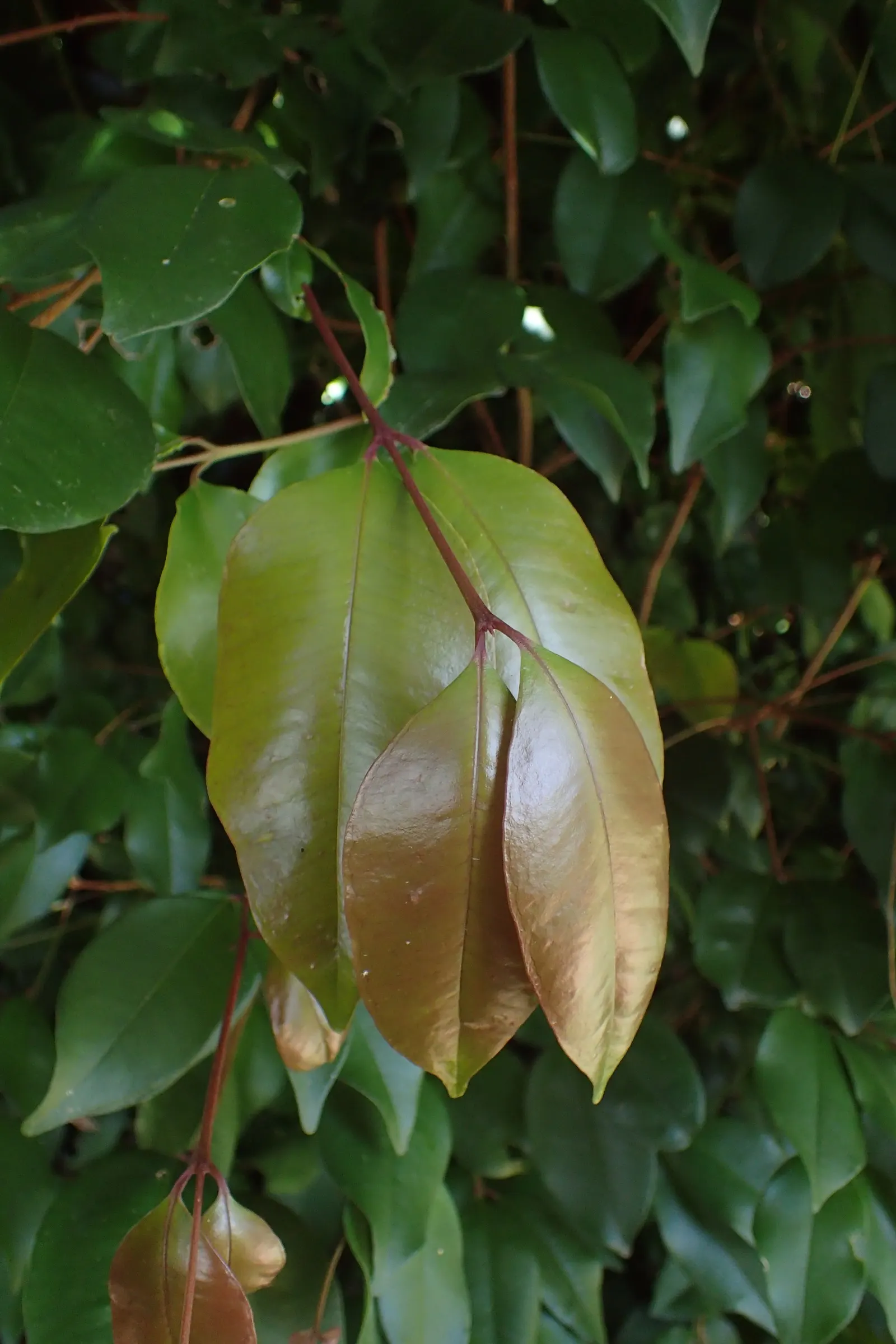 Brush Cherry (Syzygium Paniculatum) — Regular pruning maintains shape and encourages dense growth; edible and enjoyed by birds, image 52