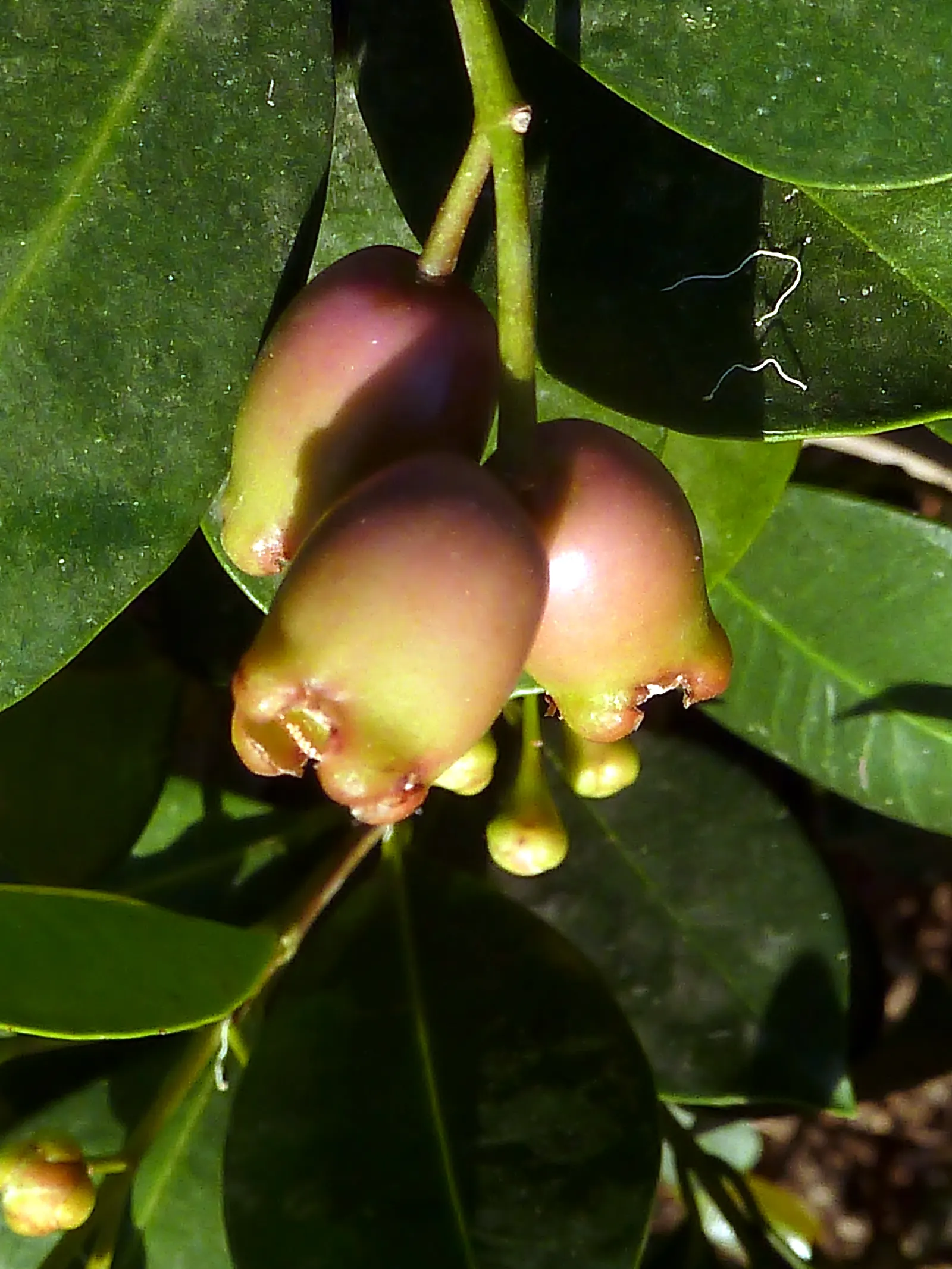 Brush Cherry (Syzygium Paniculatum) — This adaptable plant can be tailored to form hedgerows or shaped as a stand-alone topiary specimen