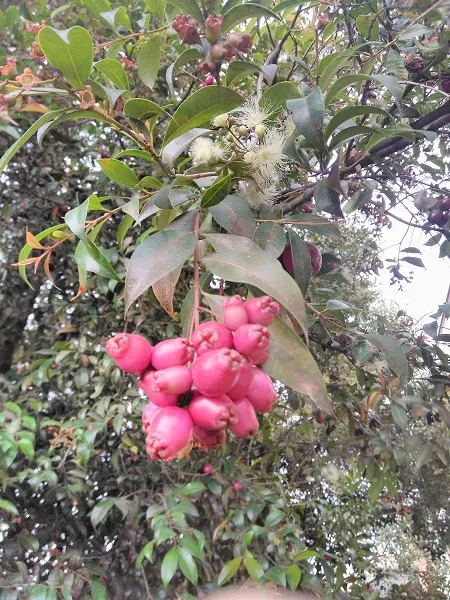 Brush Cherry (Syzygium Paniculatum) — It is hardy in USDA zones 9b through 11 and has moderate drought tolerance once established; the Eugenia, image 63