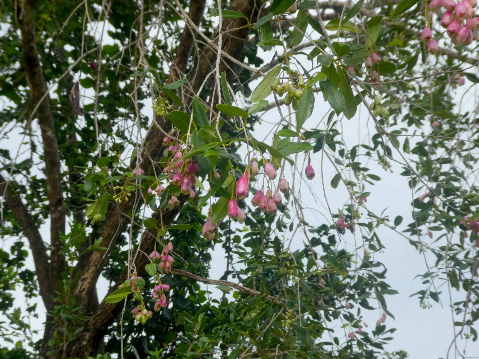 Brush Cherry (Syzygium Paniculatum) — shrub / tree with yellow blooms
