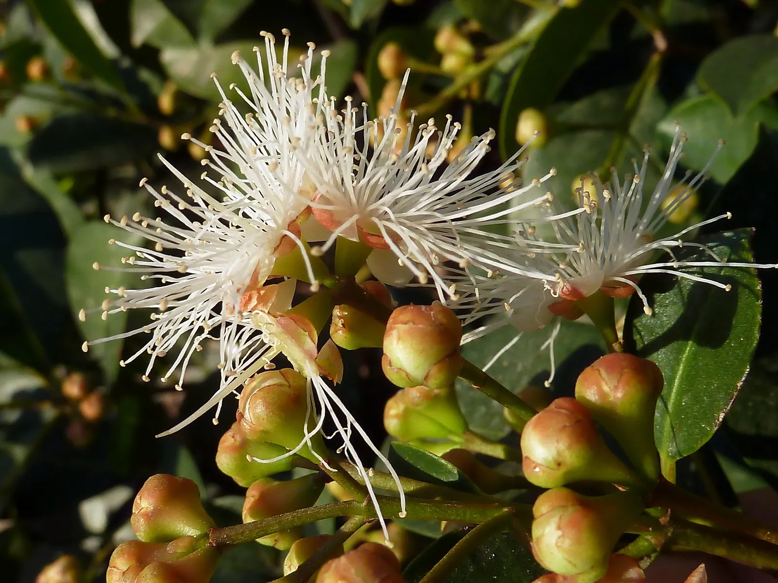 Brush Cherry (Syzygium Paniculatum) — USDA zones 9-11 suit it best