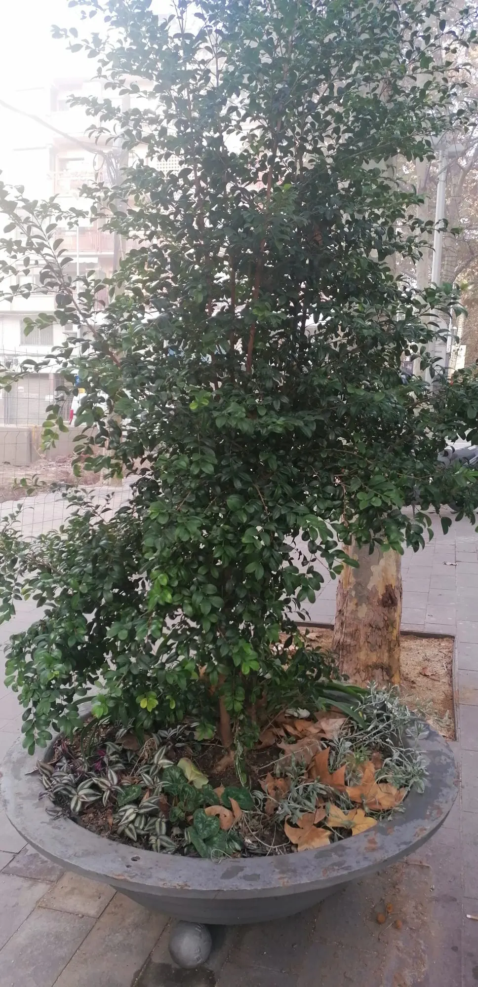 Brush Cherry (Syzygium Paniculatum) — Ideal for hedges or topiary, it thrives in full to partial sun; regular watering and occasional pruning to, image 49
