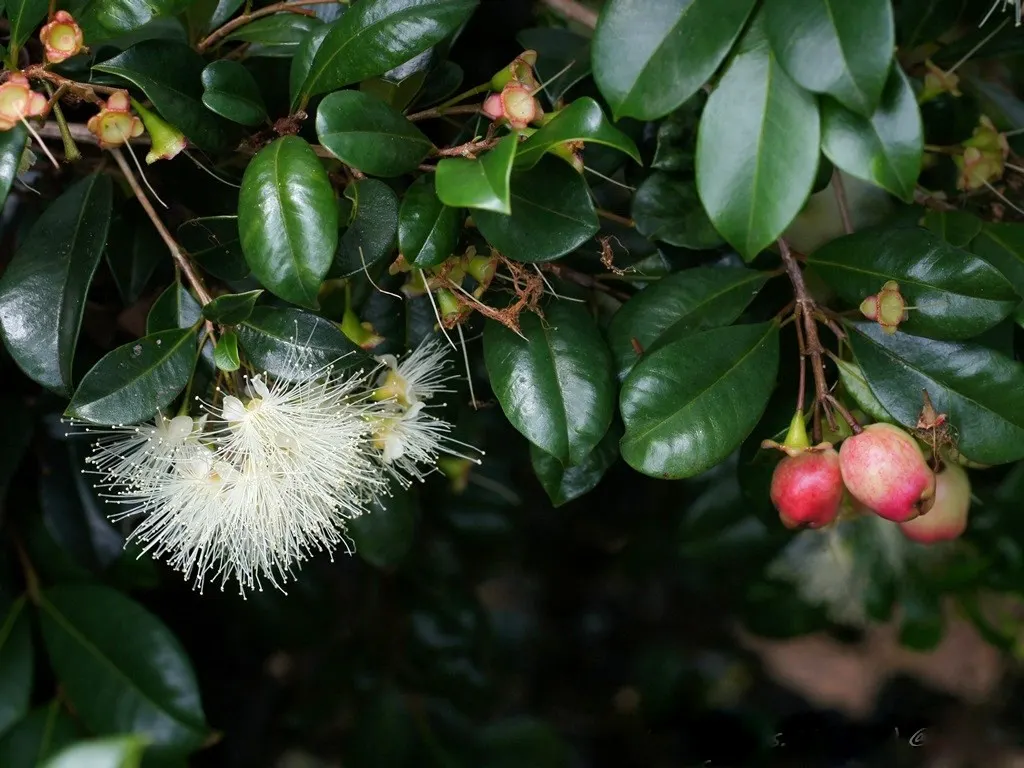 Brush Cherry (Syzygium Paniculatum) — Ideal for hedges or topiary, it thrives in full to partial sun; regular watering and occasional pruning to shape are