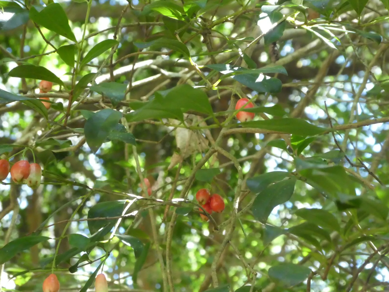 Brush Cherry (Syzygium Paniculatum) — Plant in well-draining soil and provide moderate watering; typically reaching 10-15 feet high and 5-8 feet wide, it