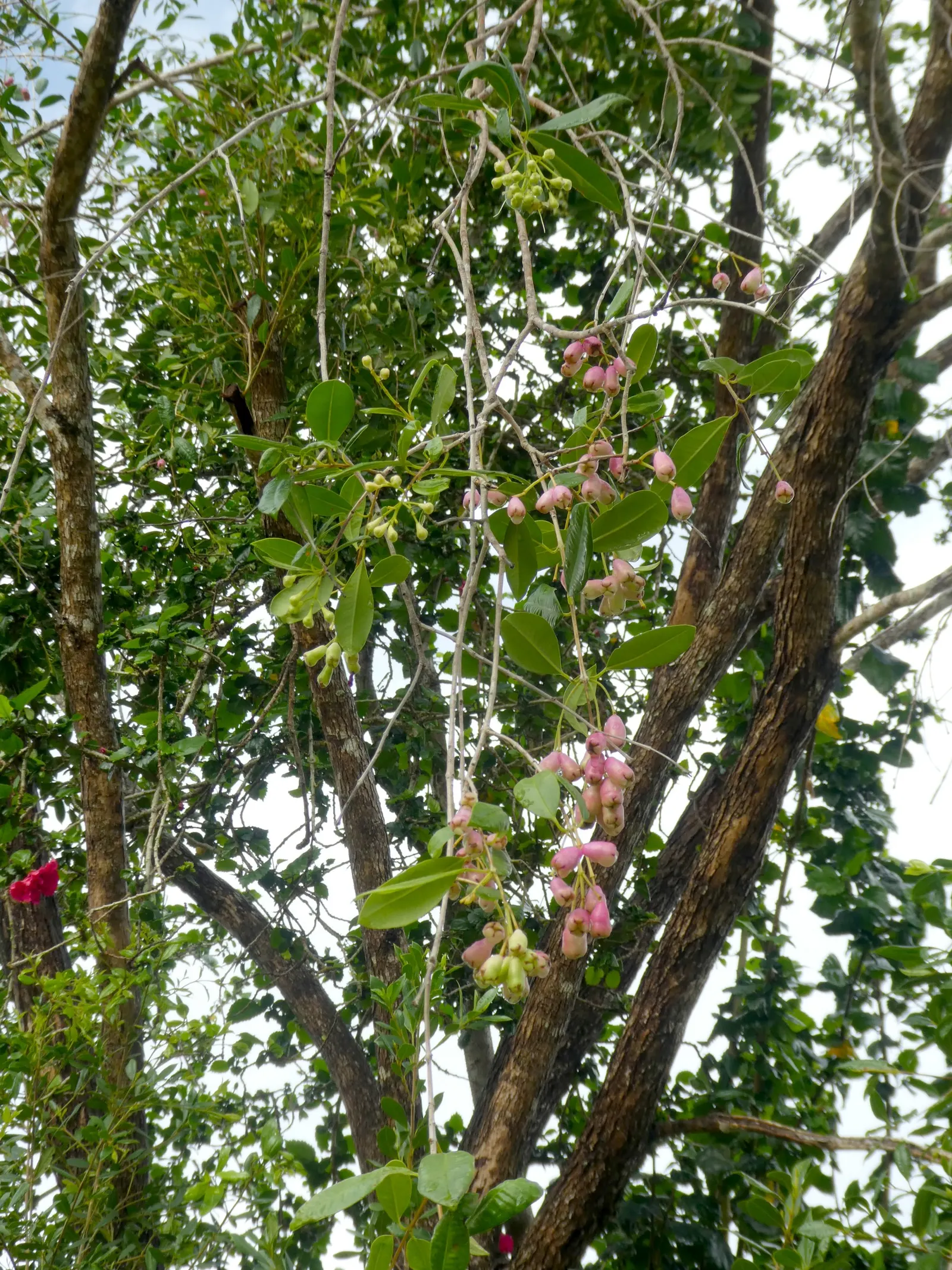 Brush Cherry (Syzygium Paniculatum) — Regular pruning maintains shape and encourages dense growth; edible and enjoyed by birds