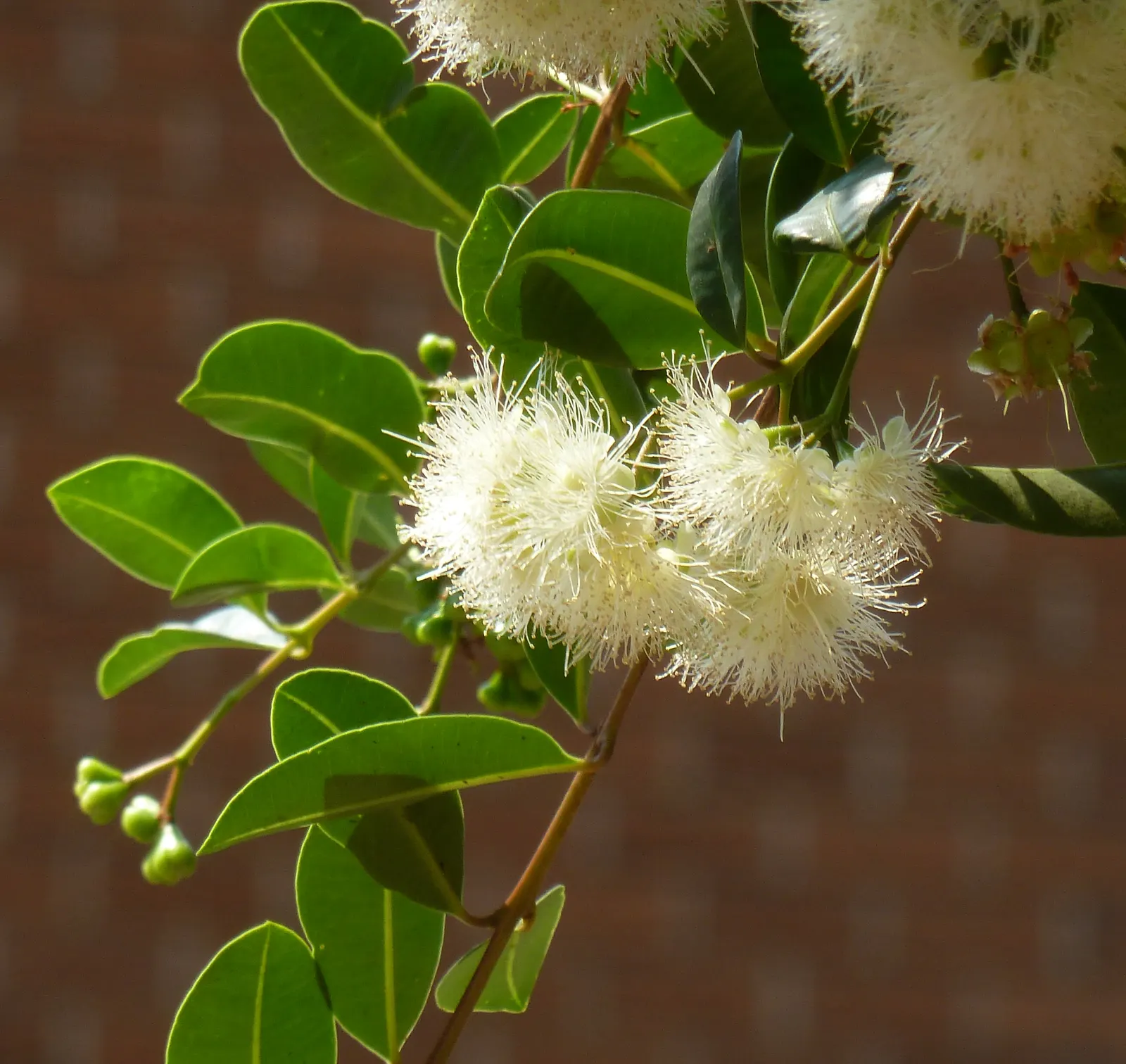 Brush Cherry (Syzygium Paniculatum) — Native to Australia and New Zealand, it is well-suited to a variety of landscape settings; attracting, image 55