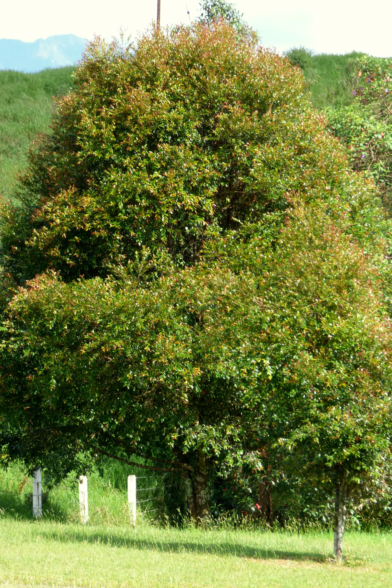 Brush Cherry (Syzygium Paniculatum) — edible and enjoyed by birds; it is hardy in USDA zones 9b through 11 and has moderate drought tolerance once, image 62