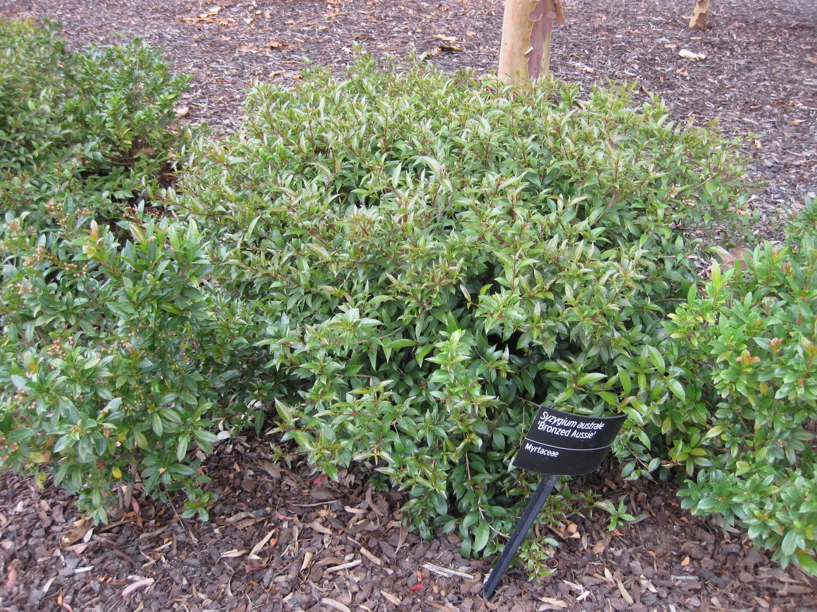 Brush Cherry (Syzygium Paniculatum) — Native to Australia and New Zealand, it is well-suited to a variety of landscape settings