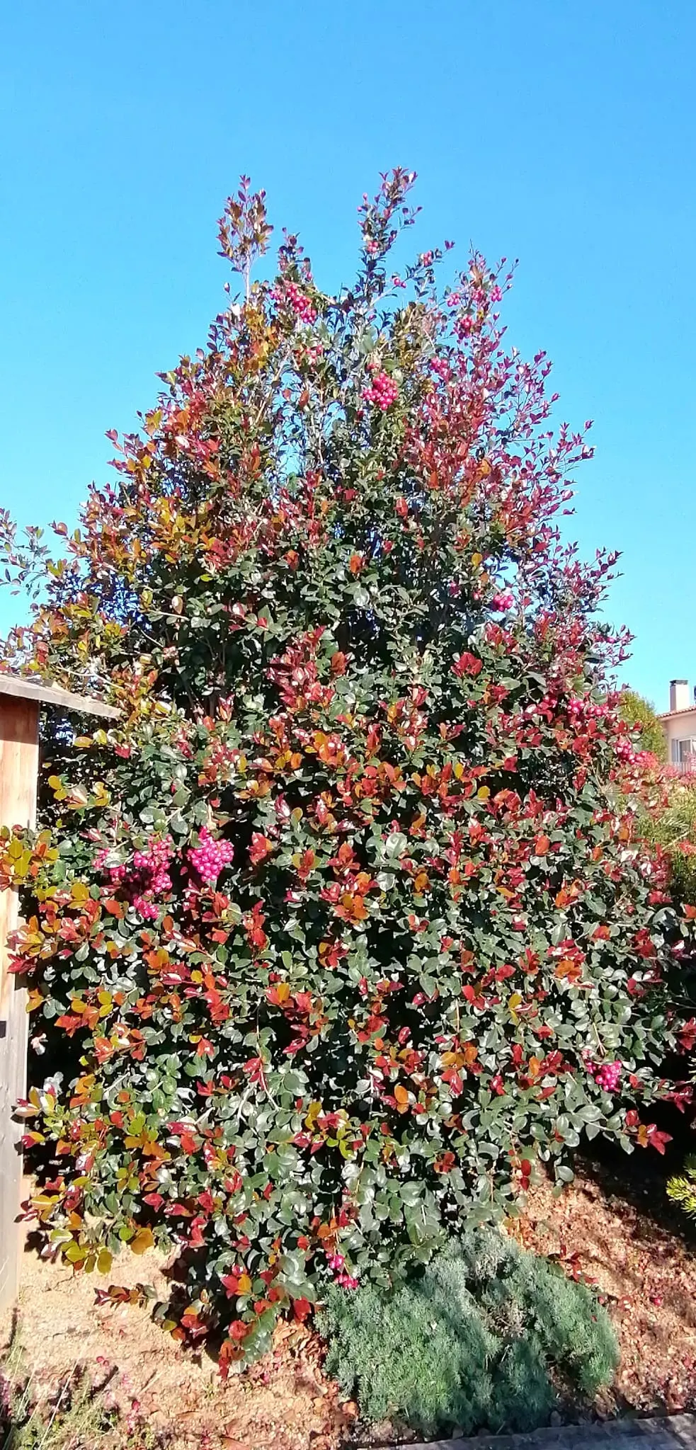 Brush Cherry (Syzygium Paniculatum) — Typically reaching 10-15 feet high and 5-8 feet wide, it boasts fluffy white flowers and edible red berries, image 71