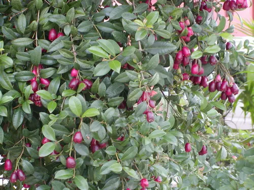 Brush Cherry (Syzygium Paniculatum) — The Eugenia Brush Cherry, Syzygium paniculatum, is a hardy, evergreen shrub with lustrous, dark green, image 70