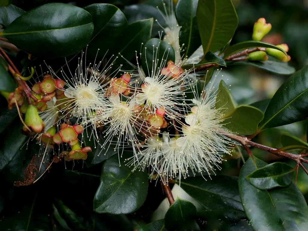 Brush Cherry (Syzygium Paniculatum) — USDA zones 9-11 suit it best; native to Australia and New Zealand, it is well-suited to a variety of landscape settings