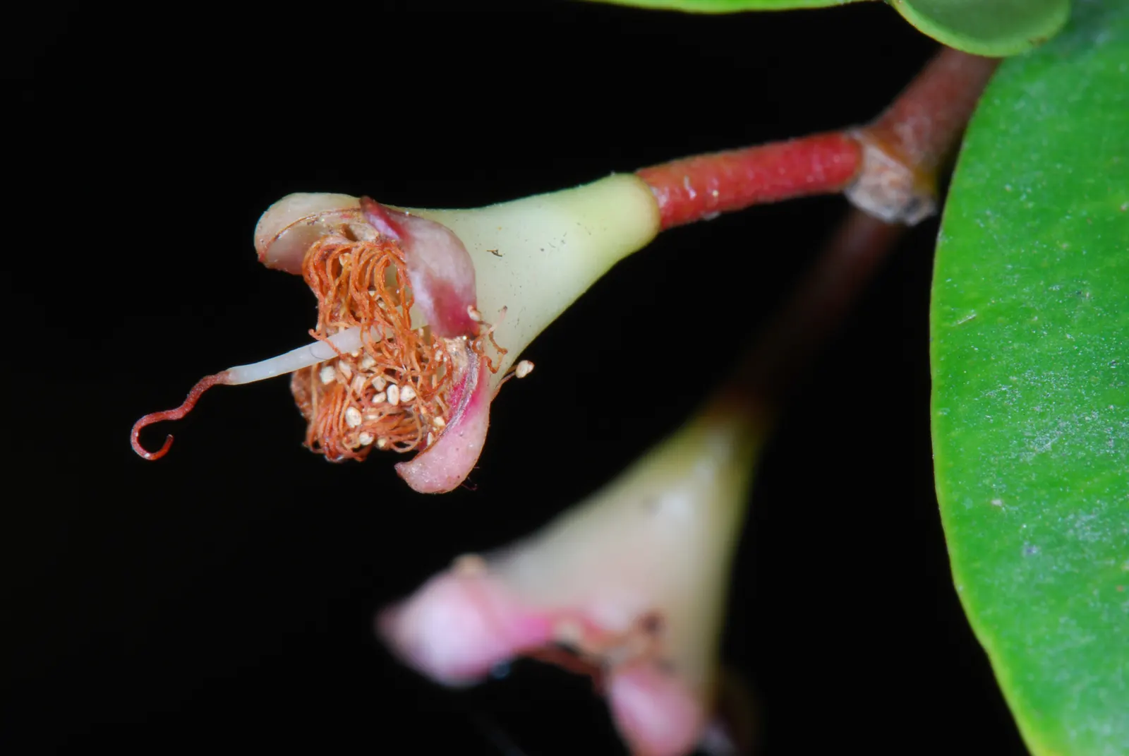 Brush Cherry (Syzygium Paniculatum) — attracting pollinators and providing subtle interest; ideal for hedges or topiary, it thrives in full to, image 60