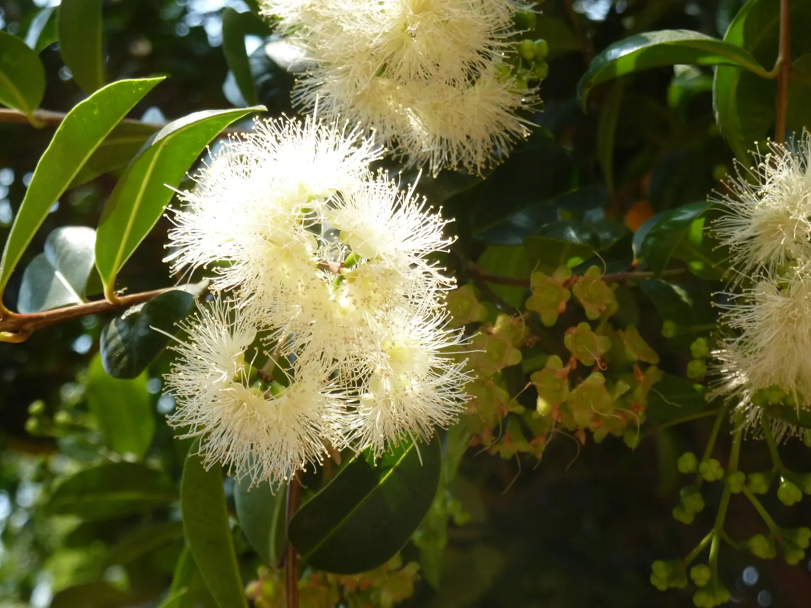Brush Cherry (Syzygium Paniculatum) — is an evergreen shrub that is highly prized for its lush foliage and ornamental qualities; scientifically, image 54