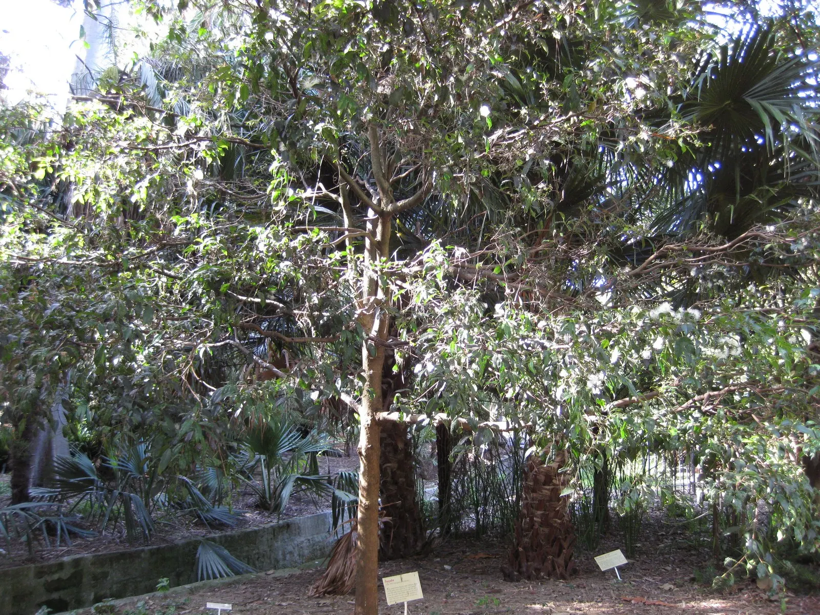 Brush Cherry (Syzygium Paniculatum) — With its compact growth and versatile nature; these blooms often give way to small red berries, image 65