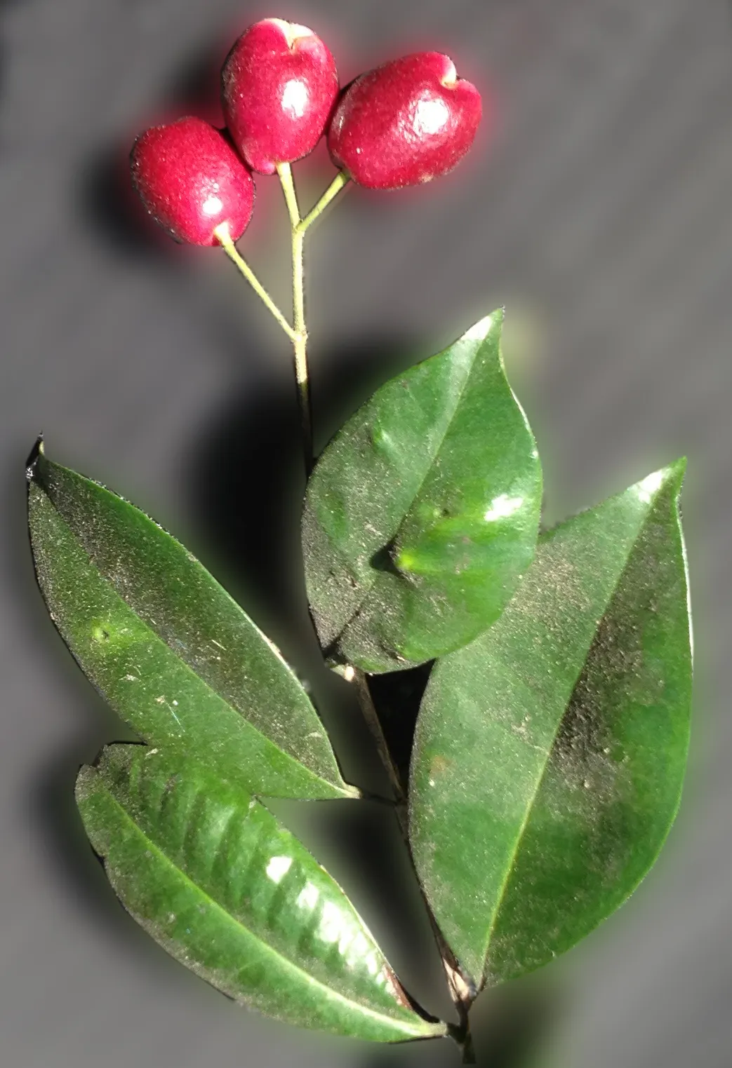 Brush Cherry (Syzygium Paniculatum) — The plant produces fluffy white to cream flowers in the summer, image 58