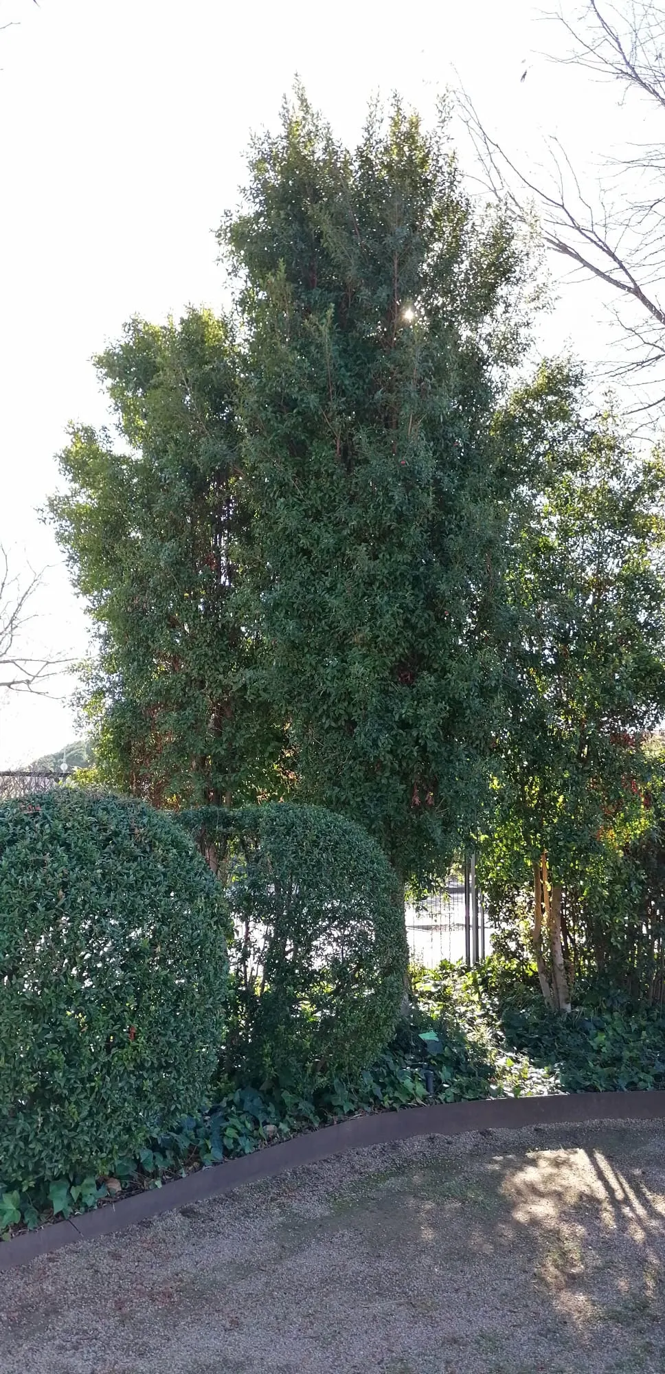 Brush Cherry (Syzygium Paniculatum) — shrub / tree with yellow blooms; which are rather inconspicuous but delightfully fragrant