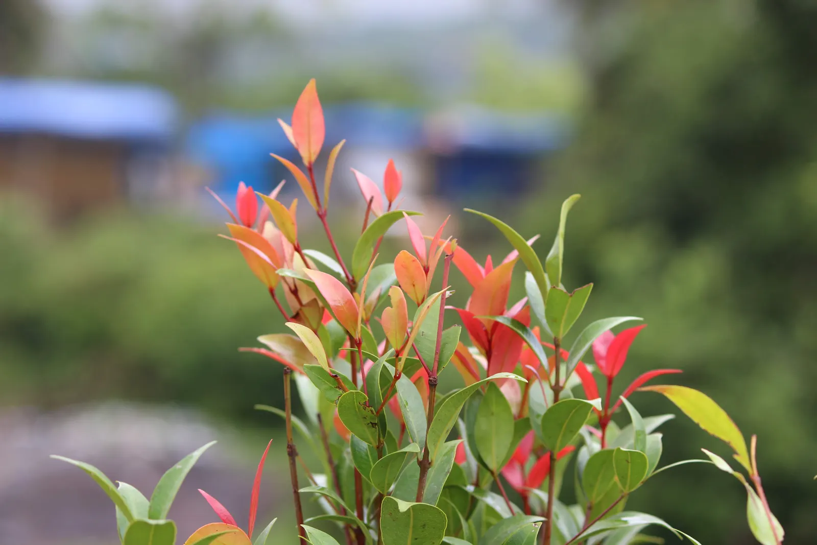 Brush Cherry (Syzygium Paniculatum) — scientifically known as Syzygium paniculatum