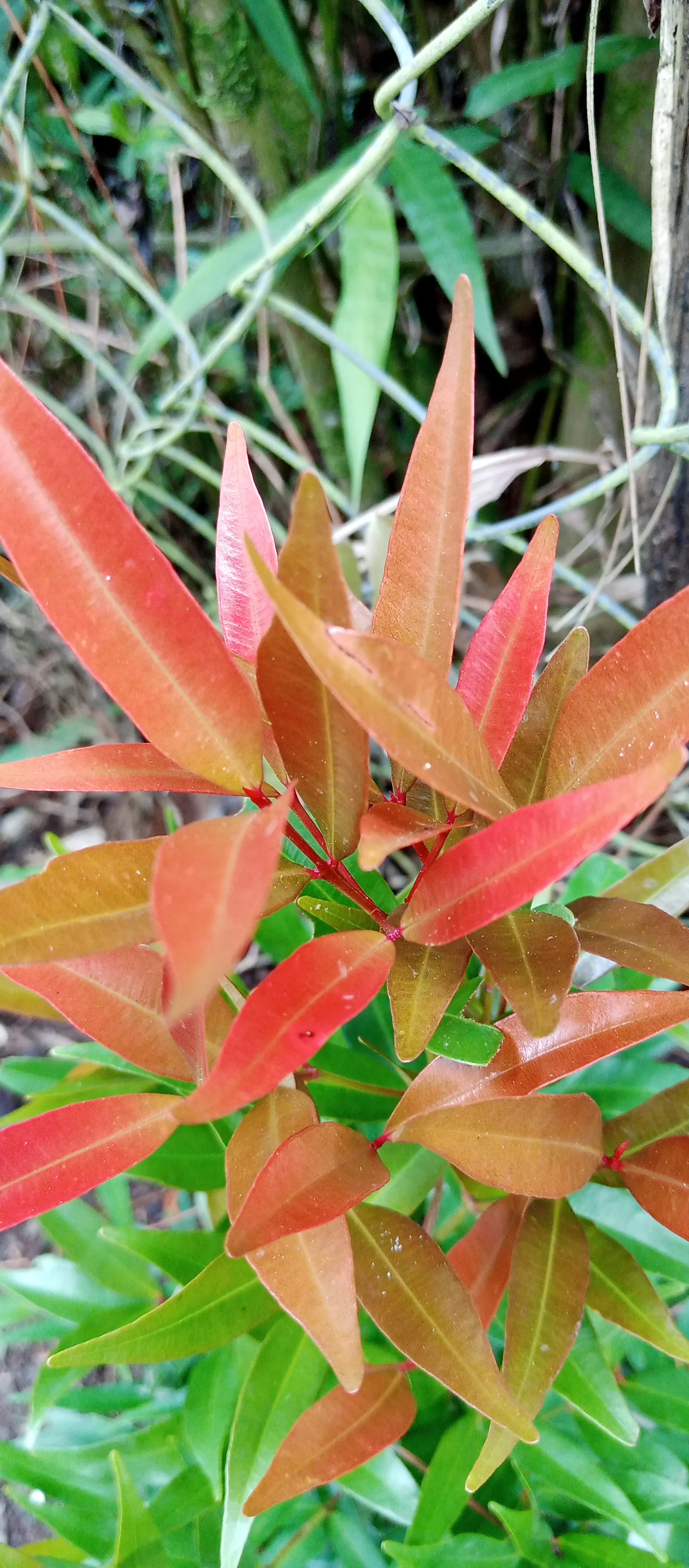 Brush Cherry (Syzygium Paniculatum) — Eugenia Brush Cherry can be a cornerstone in any garden; shrub / tree with yellow blooms, image 66