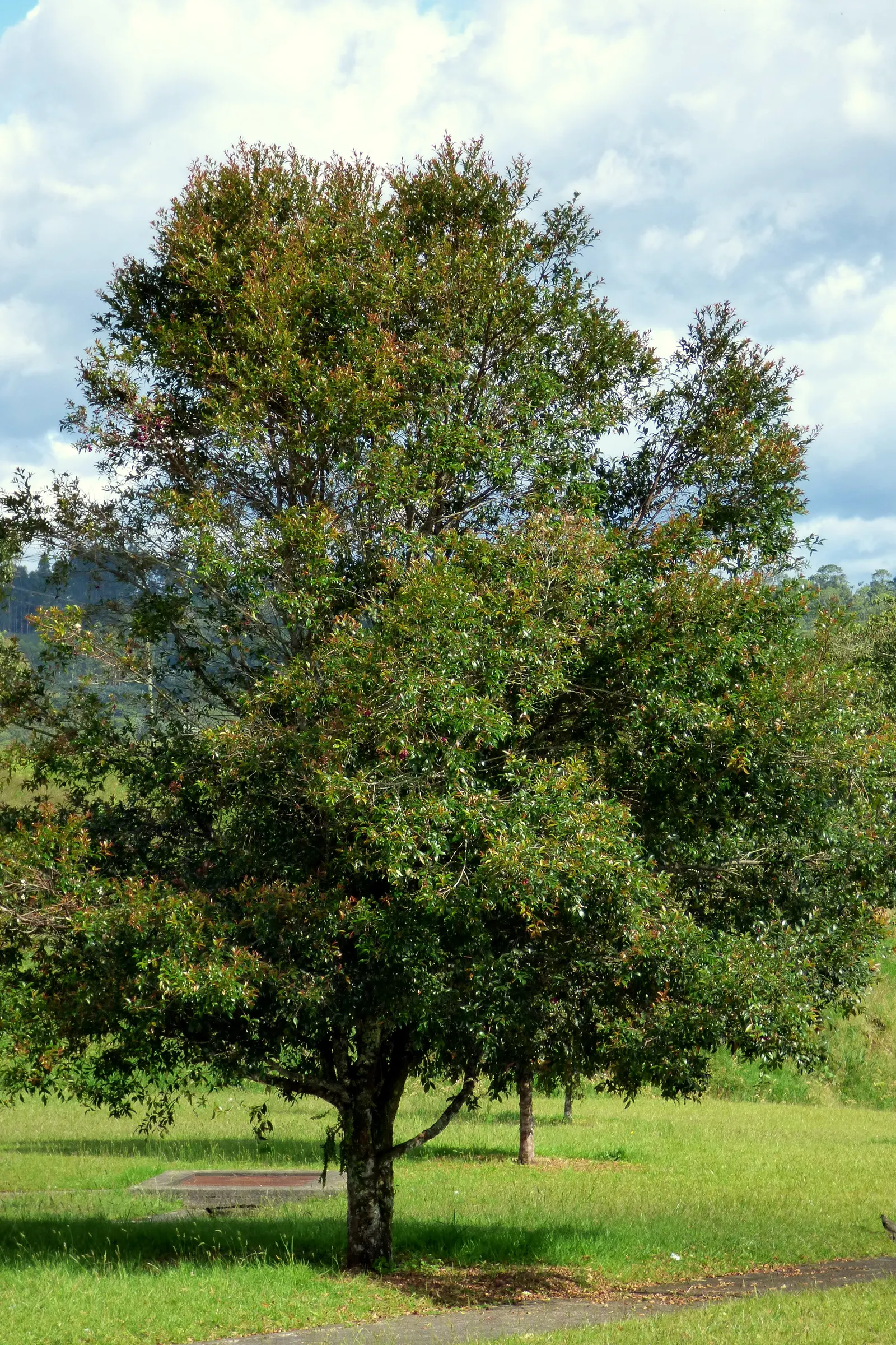 Brush Cherry (Syzygium Paniculatum) — which are rather inconspicuous but delightfully fragrant; with its compact growth and versatile nature, image 59