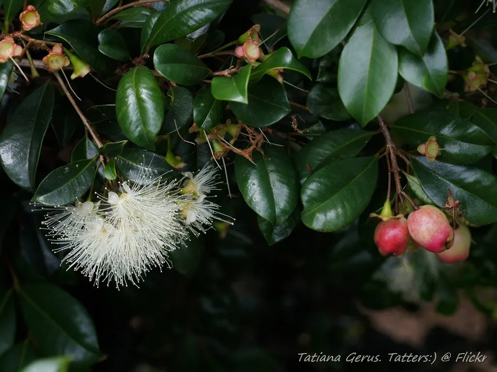 Brush Cherry (Syzygium Paniculatum) — attracting pollinators and providing subtle interest