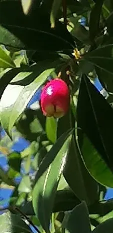 Brush Cherry (Syzygium Paniculatum) — Regular watering and occasional pruning to shape are recommended; is an evergreen shrub that is highly prized, image 64