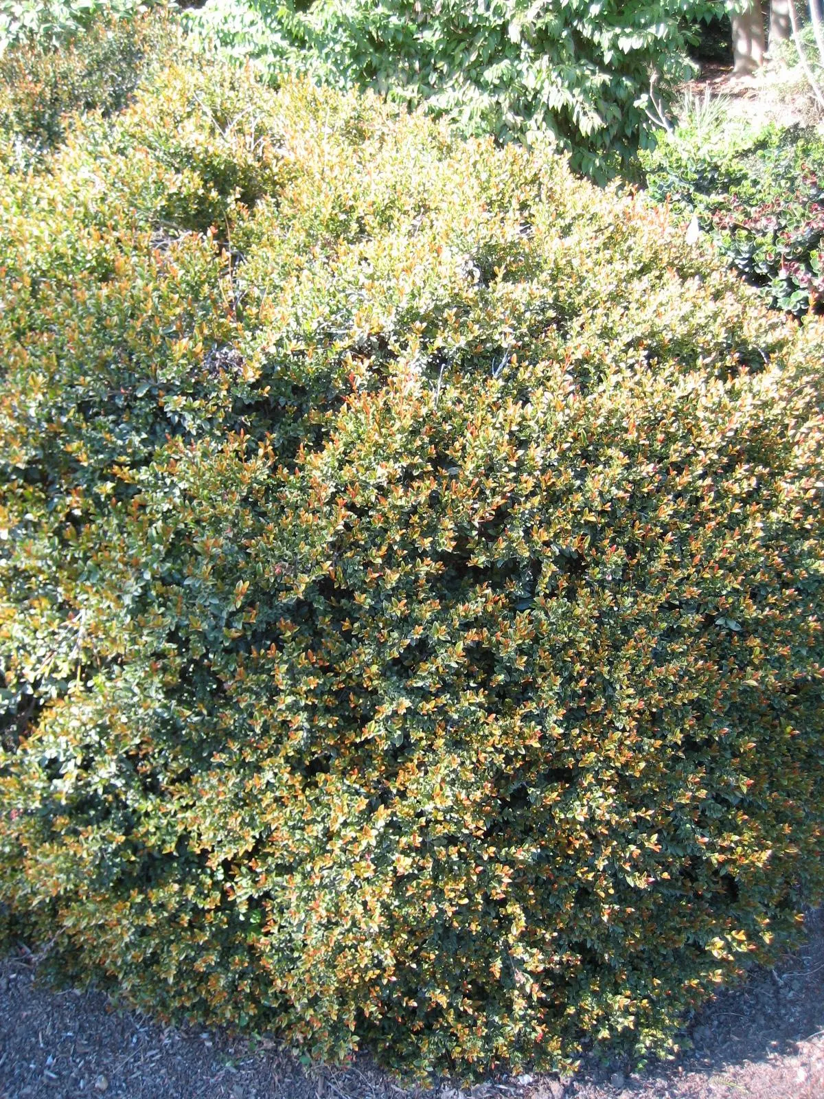 Brush Cherry (Syzygium Paniculatum) — Ideal for hedges or topiary, it thrives in full to partial sun; regular watering and occasional pruning to, image 72