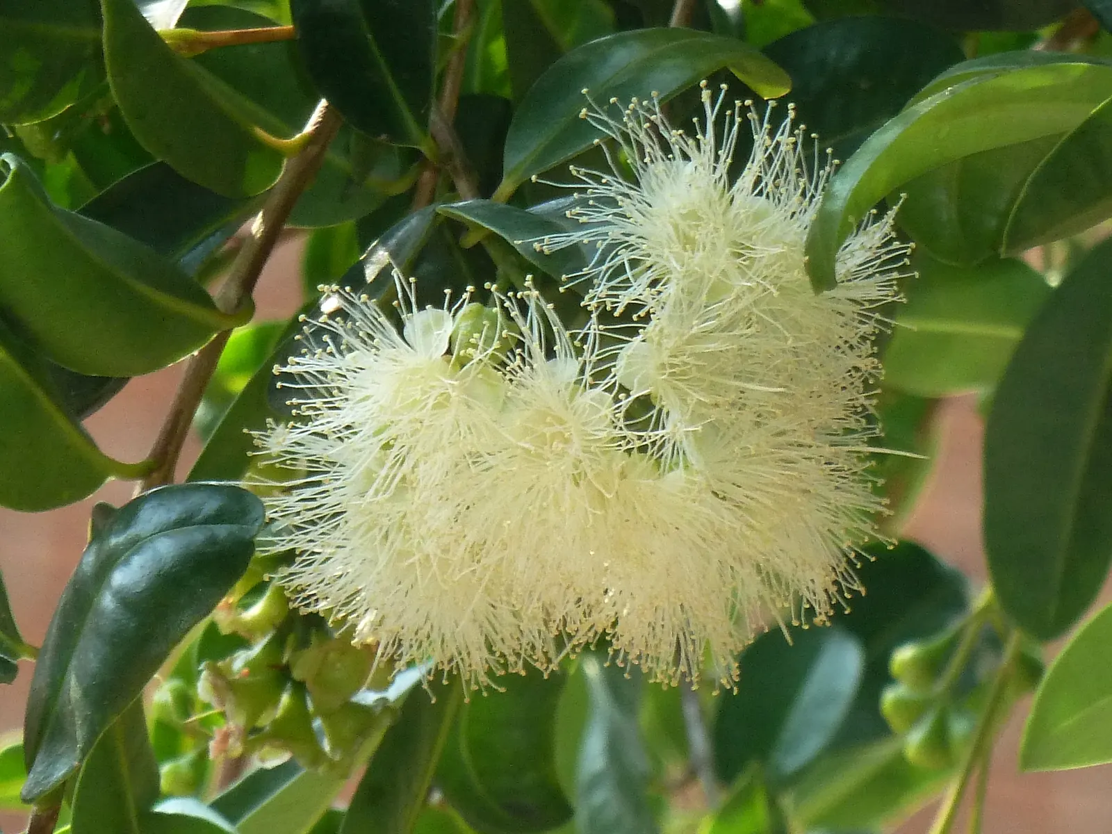 Brush Cherry (Syzygium Paniculatum) — which offer a year-round visual appeal; uSDA zones 9-11 suit it best, image 57