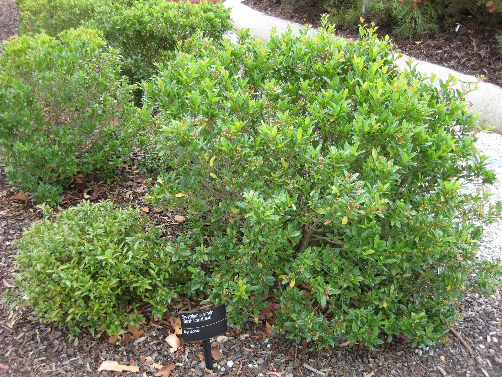 Brush Cherry (Syzygium Paniculatum) — is an evergreen shrub that is highly prized for its lush foliage and ornamental qualities