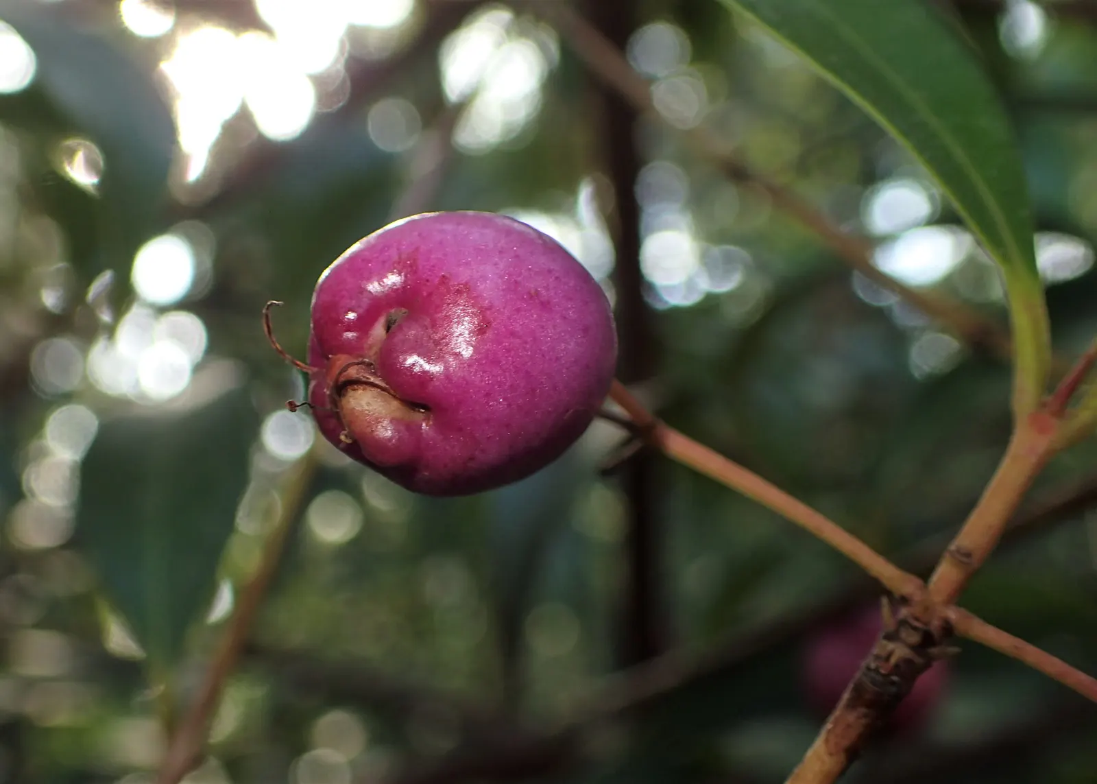 Brush Cherry (Syzygium Paniculatum) — shrub / tree for full or half; eugenia Brush Cherry can be a cornerstone in any garden, image 69