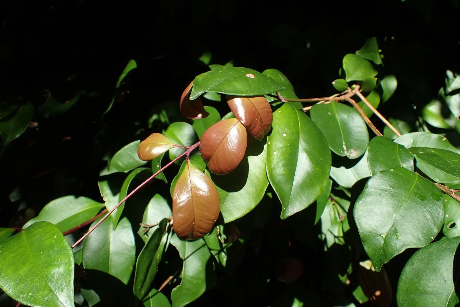 Brush Cherry (Syzygium Paniculatum) — Eugenia Brush Cherry can be a cornerstone in any garden; shrub / tree with yellow blooms