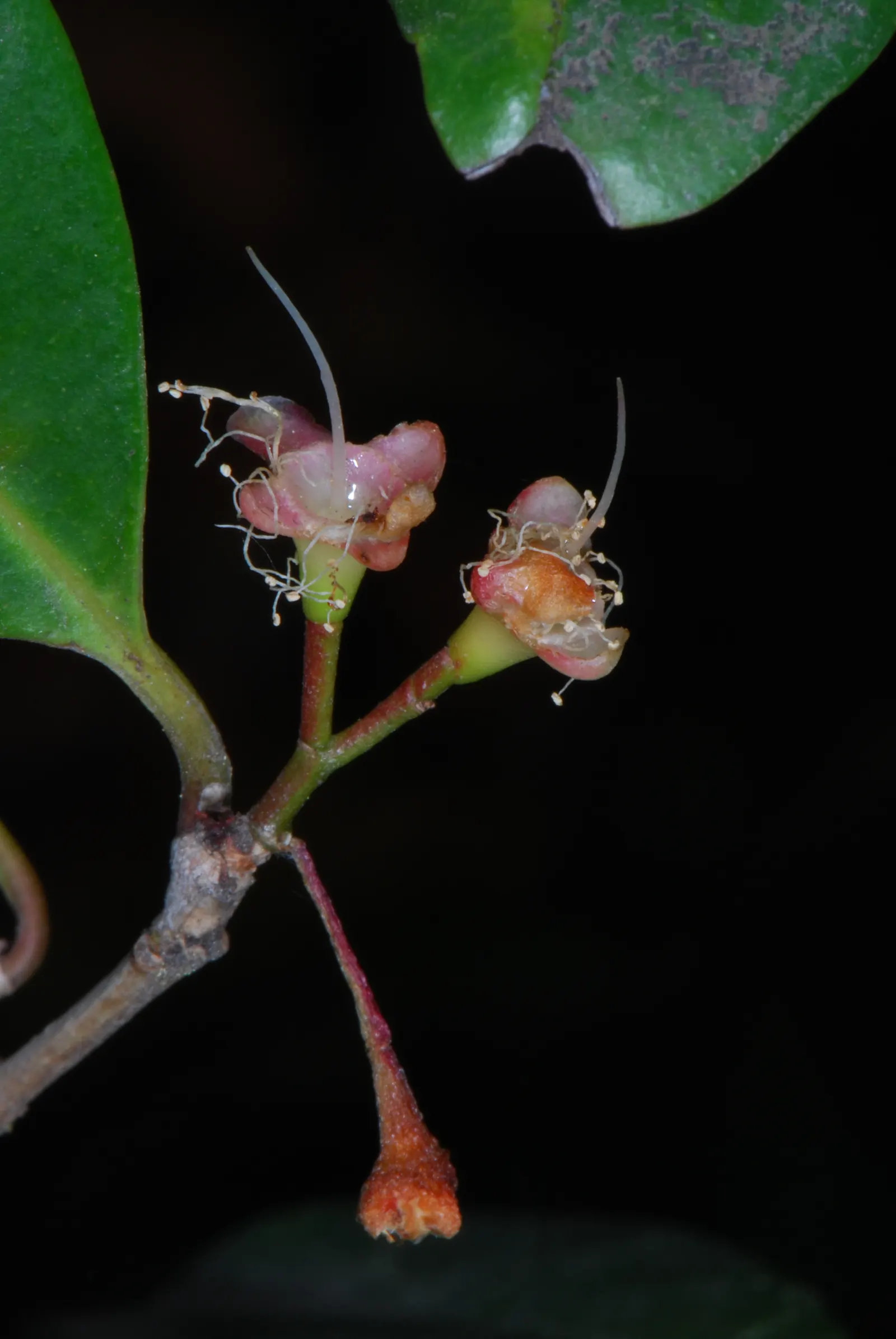 Brush Cherry (Syzygium Paniculatum) — The Eugenia Brush Cherry, Syzygium paniculatum, is a hardy, evergreen shrub with lustrous, dark green, image 47