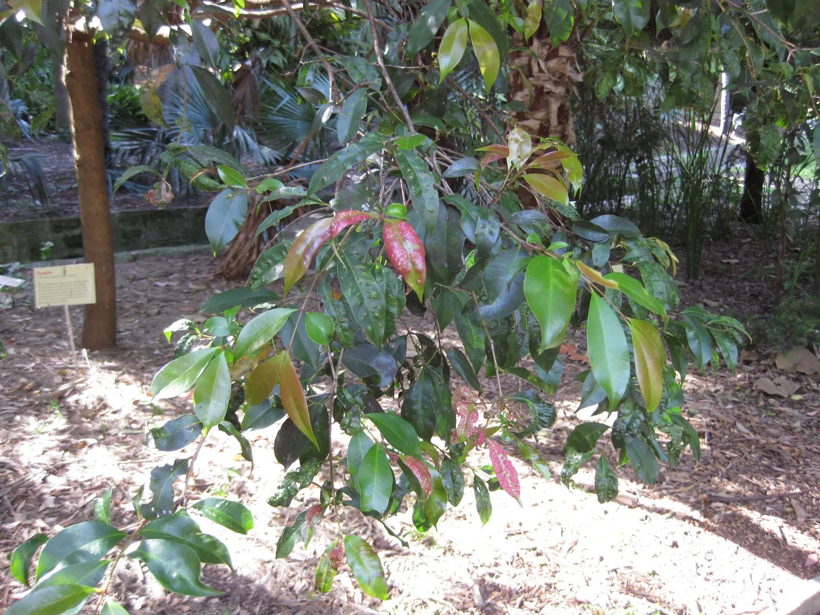 Brush Cherry (Syzygium Paniculatum) — yellow flowers in the garden; regular pruning maintains shape and encourages dense growth, image 67