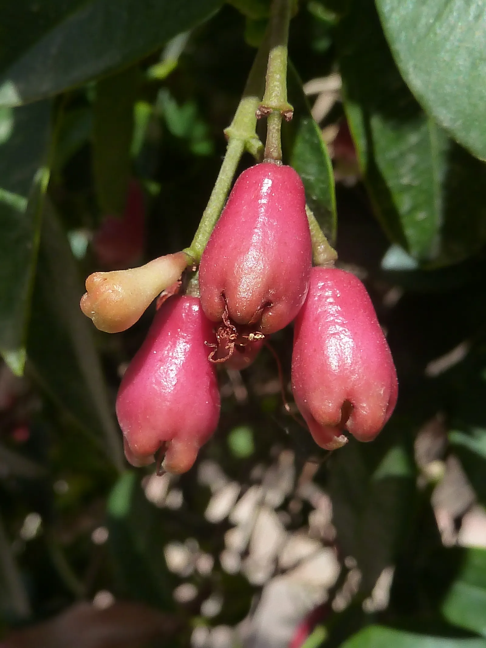 Brush Cherry (Syzygium Paniculatum) — Regular pruning maintains shape and encourages dense growth