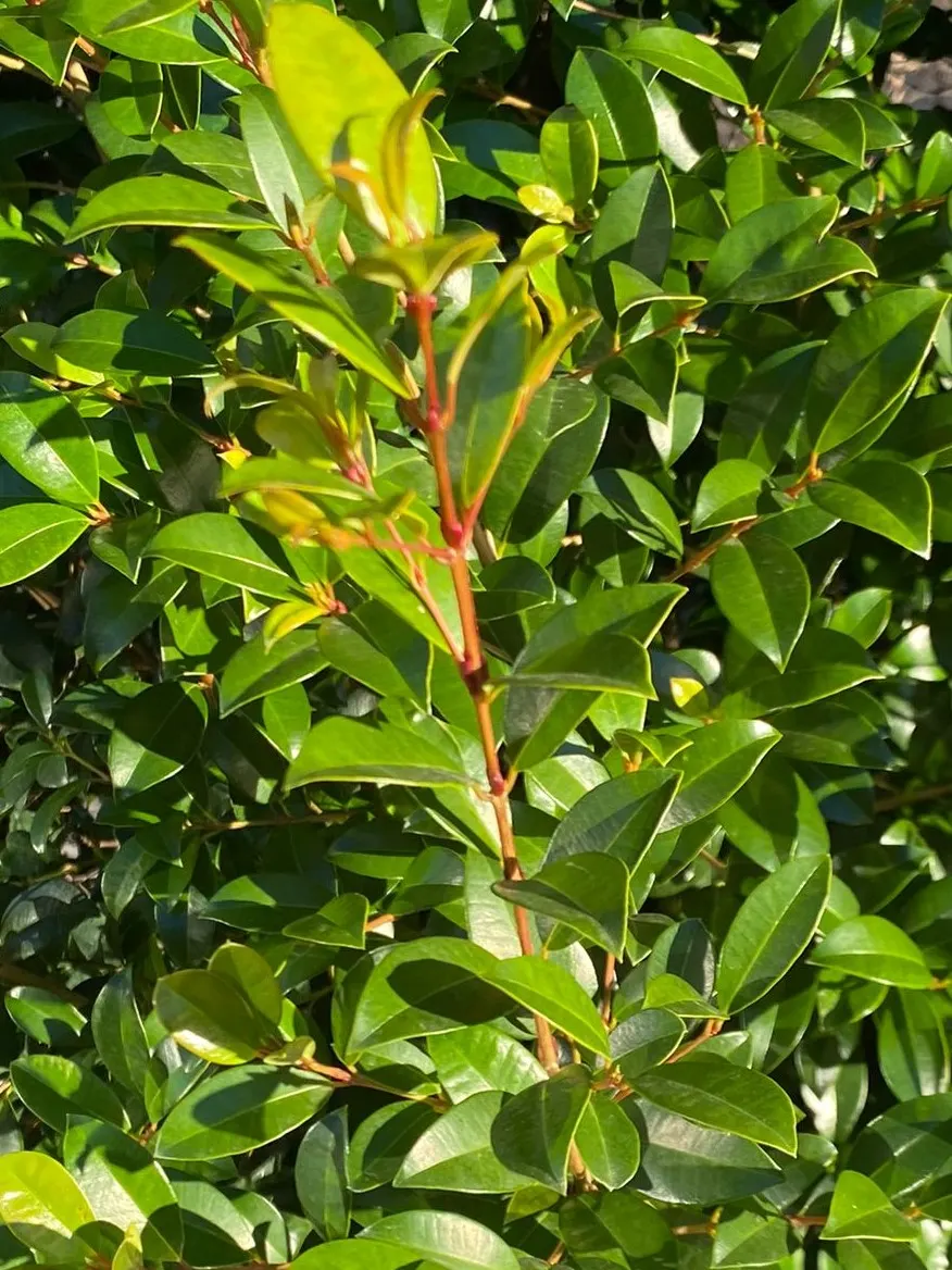 Brush Cherry (Syzygium Paniculatum) — This adaptable plant can be tailored to form hedgerows or shaped as a stand-alone topiary specimen; yellow, image 56