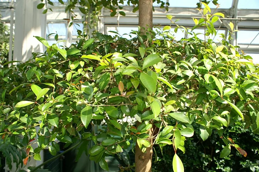 Brush Cherry (Syzygium Paniculatum) — which are rather inconspicuous but delightfully fragrant