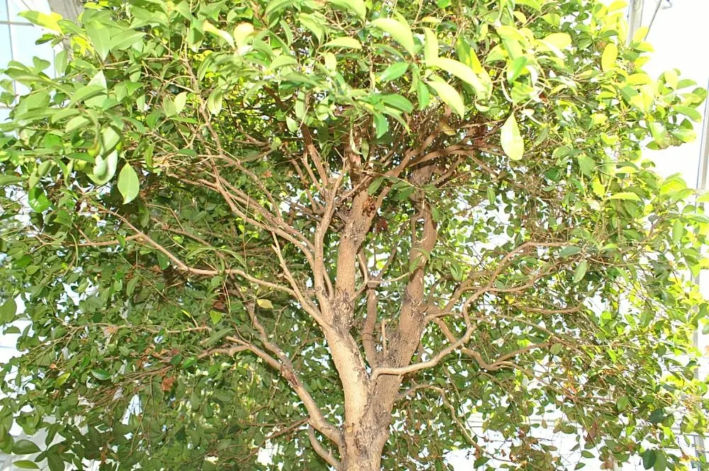Brush Cherry (Syzygium Paniculatum) — The plant produces fluffy white to cream flowers in the summer