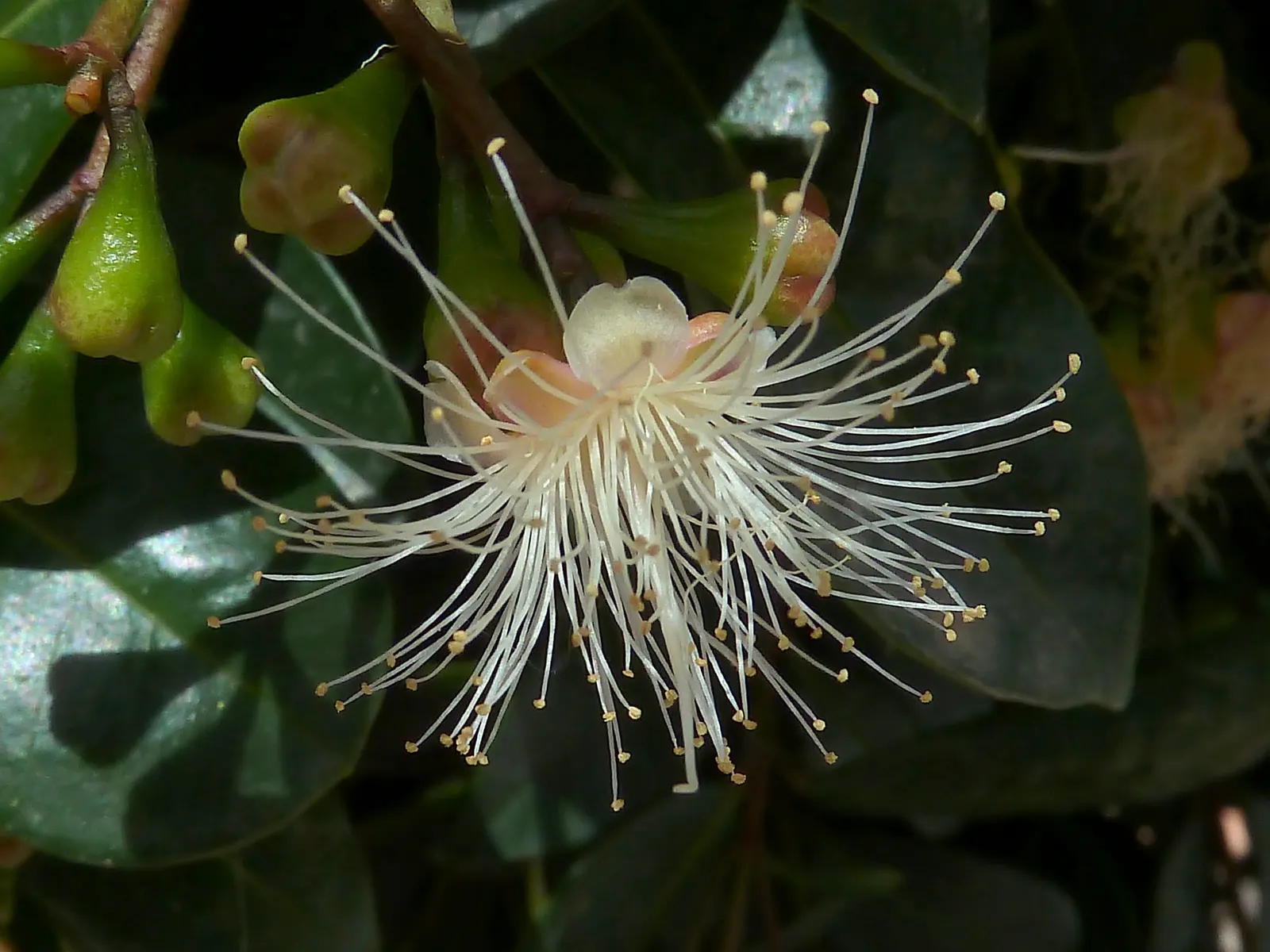 Brush Cherry (Syzygium Paniculatum) — It is hardy in USDA zones 9b through 11 and has moderate drought tolerance once established