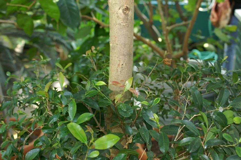 Brush Cherry (Syzygium Paniculatum) — scientifically known as Syzygium paniculatum; shrub / tree for full or half