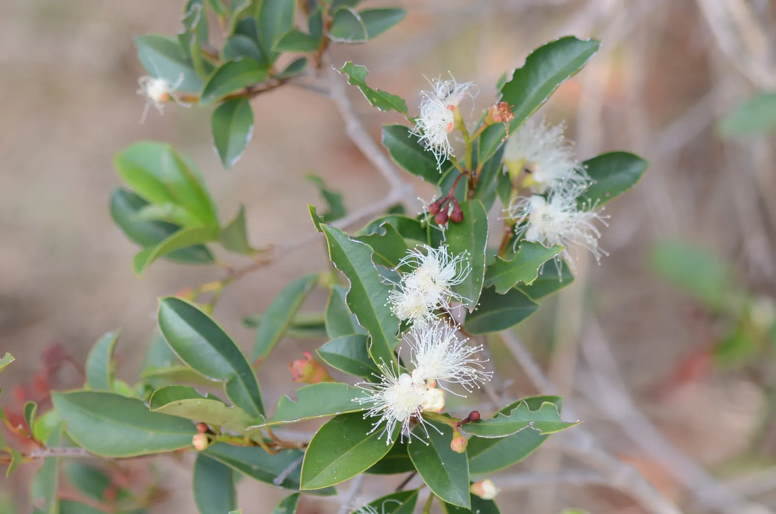 Brush Cherry (Syzygium Paniculatum) — USDA zones 9-11 suit it best; native to Australia and New Zealand, it is well-suited to a variety of, image 74