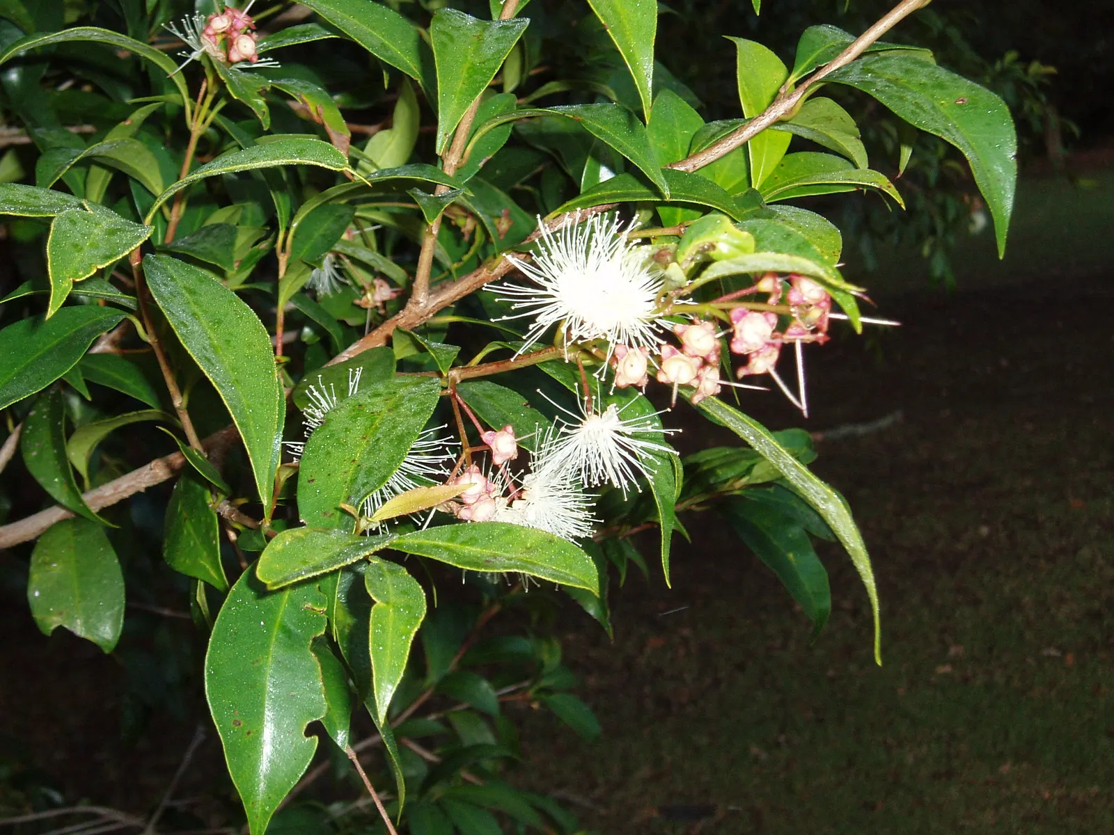 Brush Cherry (Syzygium Paniculatum) — shrub / tree with yellow blooms; which are rather inconspicuous but delightfully fragrant, image 68