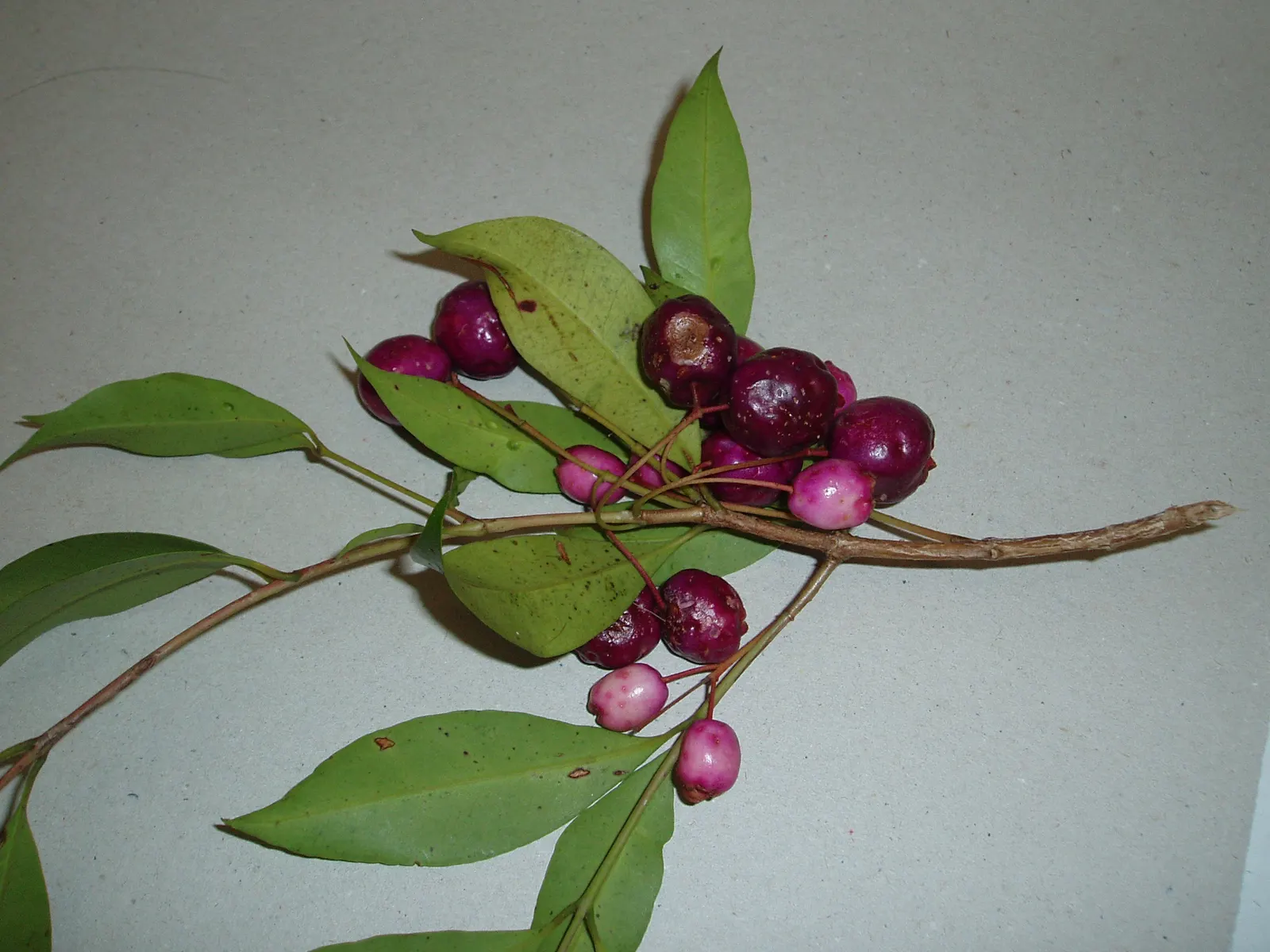 Brush Cherry (Syzygium Paniculatum) — These blooms often give way to small red berries; this adaptable plant can be tailored to form hedgerows or, image 61