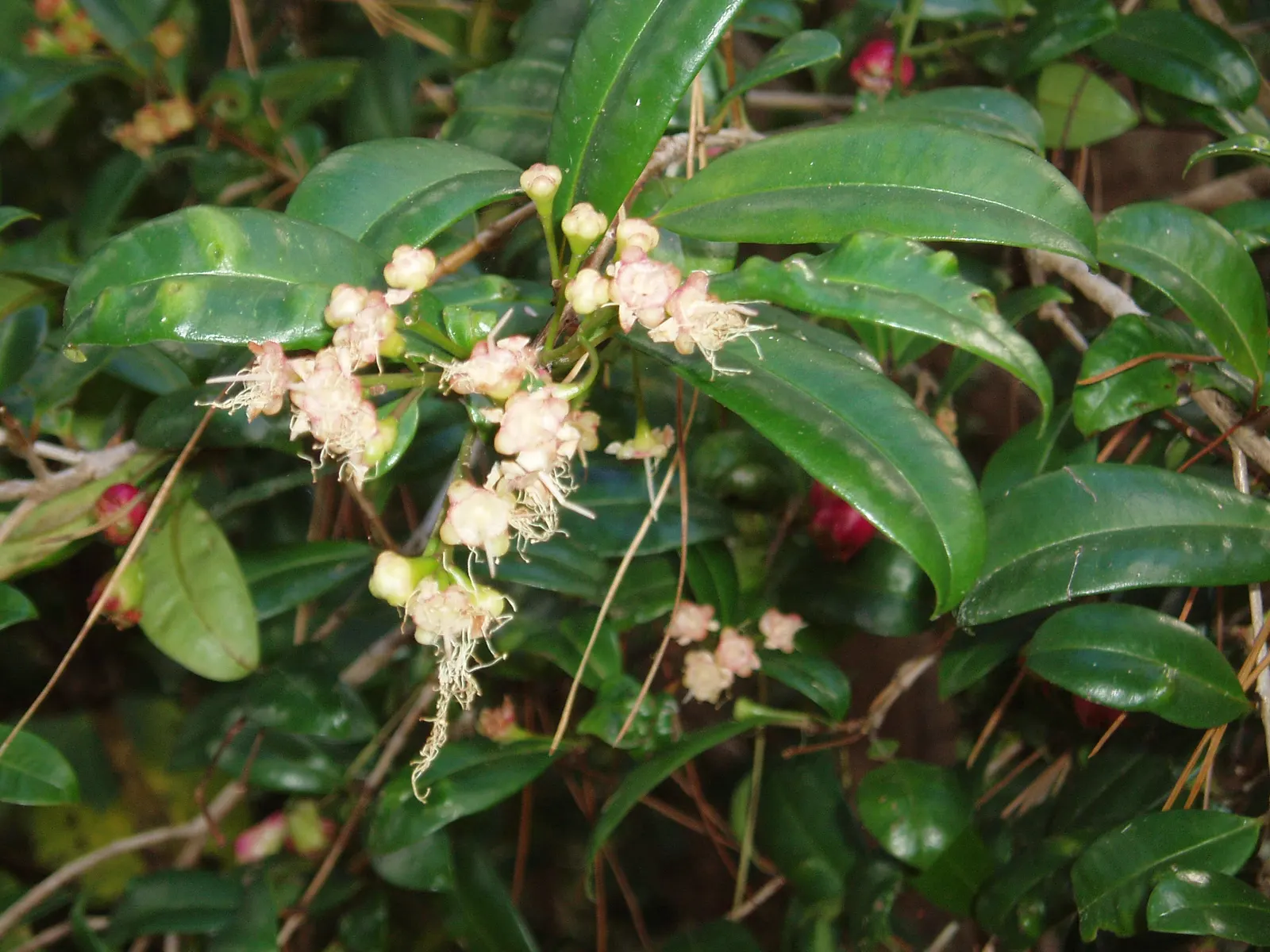 Brush Cherry (Syzygium Paniculatum) — With its compact growth and versatile nature