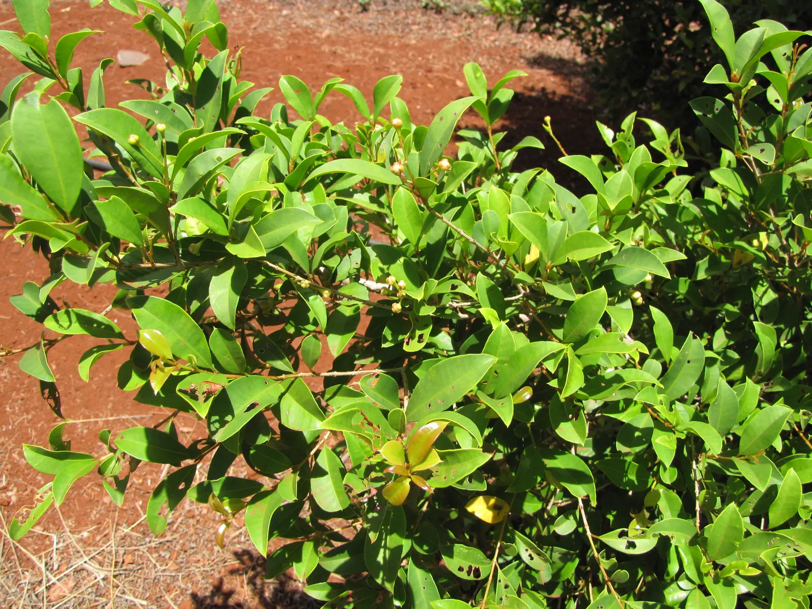 Brush Cherry (Syzygium Paniculatum) — shrub / tree for full or half; eugenia Brush Cherry can be a cornerstone in any garden