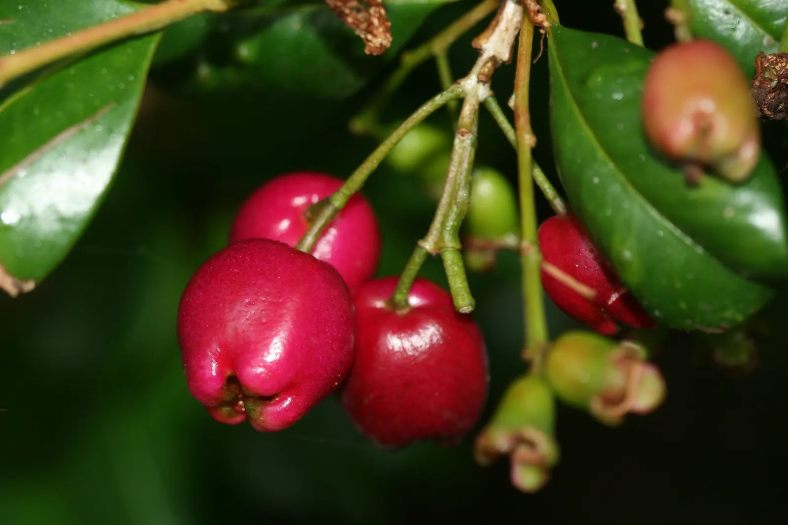 Brush Cherry (Syzygium Paniculatum) — These blooms often give way to small red berries