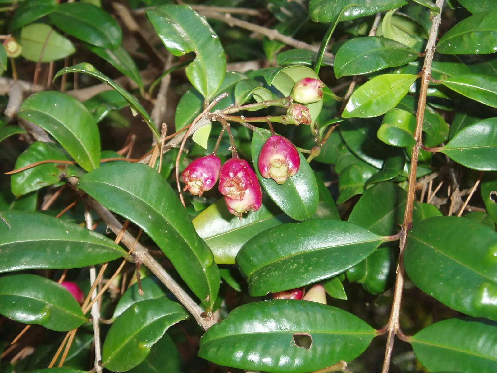 Brush Cherry (Syzygium Paniculatum) — edible and enjoyed by birds