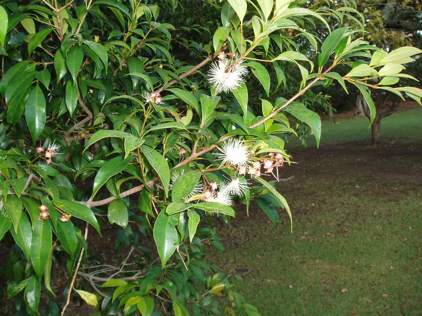 Brush Cherry (Syzygium Paniculatum) — Plant in well-draining soil and provide moderate watering; typically reaching 10-15 feet high and 5-8 feet, image 73