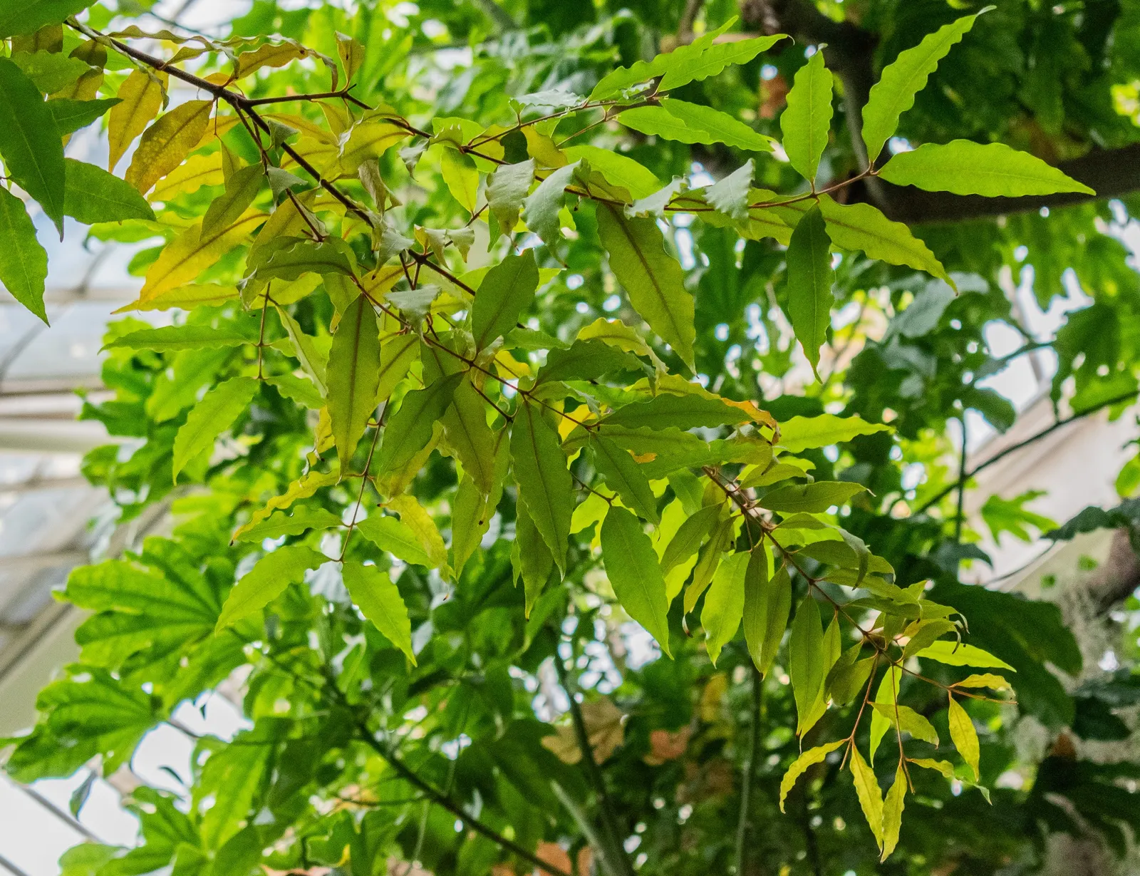 Brush Cherry (Syzygium Paniculatum) — edible and enjoyed by birds; it is hardy in USDA zones 9b through 11 and has moderate drought tolerance once established
